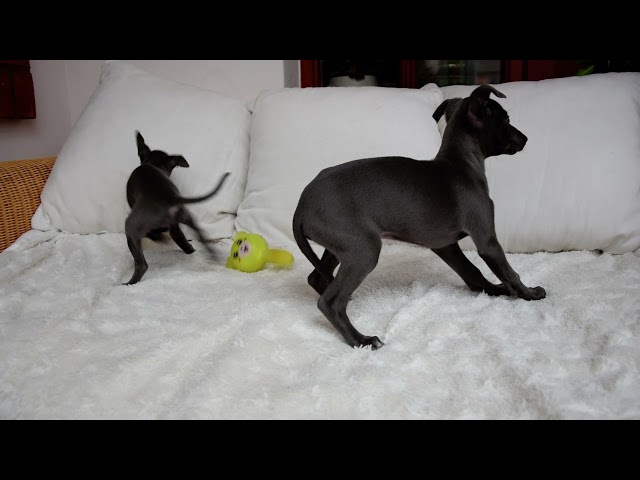 Galgo Italiano cachorro en venta