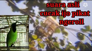 Download lagu Suara asli burung pikat cucak ijo di alam liar mp3