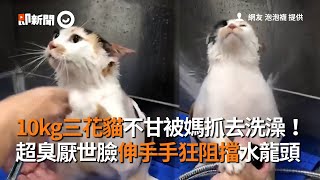 [問卦] 橘貓起酥蛋糕 是近期最可愛ㄉ貓貓新聞嗎