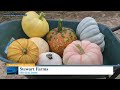 Roundup Of Pumpkin Patches And Fall Fun For Families