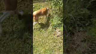 Video preview image #1 Mutt Puppy For Sale in Farmerville, LA, USA