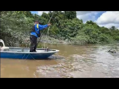 OPERASI MENANGKAP BUAYA DI SUNGAI KOTA SEMARAHAN SARAWAK