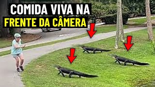 Os Últimos Momentos Terríveis de Casandra Cline Devorada por Crocodilos