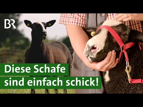 , title : 'Seltene Schafrasse: Holländische Zwartbles mit weißen Socken | Schafe | Unser Land | BR'