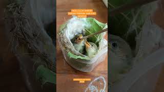 Download lagu HASIL LOLOHAN ANAKAN BURUNG PRENJAK DARI BARU MENETAS #shortsvideo #burung #burungprenjak mp3