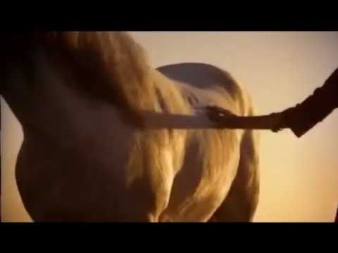 • Ecco il mondo dei Cavalli