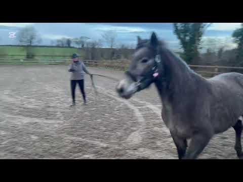 Connemara Filly - 3yo, class 1 breeding - Image 2