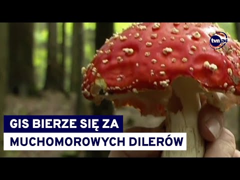 Milionowa grzywna za handel "wyrobami" z muchomora? Na razie. Z czasem nawet więzienie @TVN24