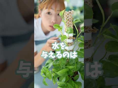 ワインは植物に良いですか