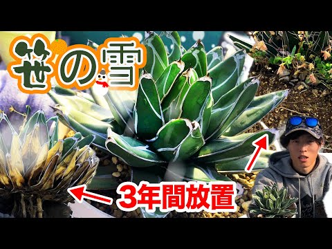 クイーン ビクトリア リュウゼツラン、リュウゼツラン ビクトリア レギナエ