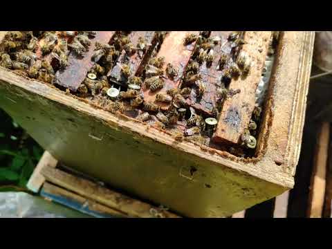 Пчеловодство. Роеловство. Интересный рой. Как застроил бродячий рой соты. #Роеловство #Shorts