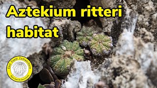 Natural vertical wall cactus gardens