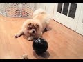 Chow Chow Dog Growling at the black ball