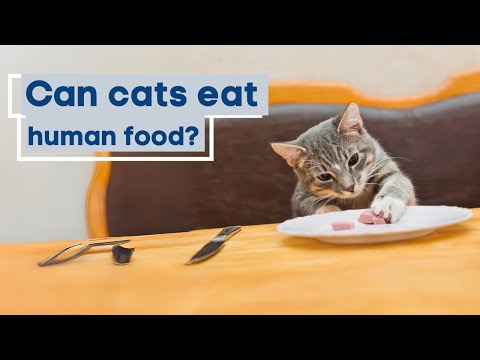 Can cats eat human food? Essential Nutrition Guide!