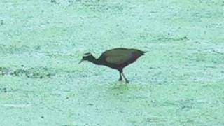 Bronze-Winged Jacana, Bharatpur