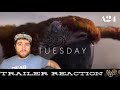 Tuesday | A24 Trailer REACTION