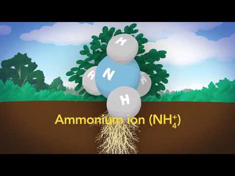 Examples of Symbiosis