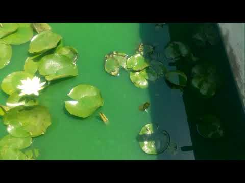 My natural pond at home first flower in May 2019