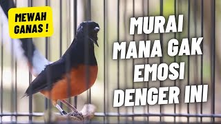 Download lagu MURAI BATU GACOR FULL ISIAN TEMBAKAN KASAR KRETEKAN GANAS SANGAT AMPUH MEMANCING MURAI BATU EMOSI mp3