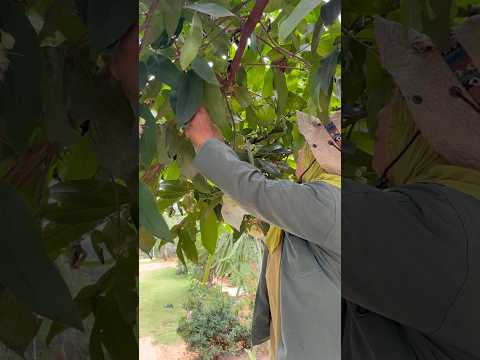 Brongkos jambu #fypyoutube  #buah  #fypshorts  #fruit  #jambumadudeli  #hobimenanam  #berkebun