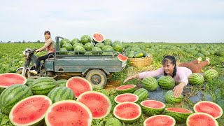 Harvesting Tons Of Big Watermelon, Use Truck Transport Many Watermelon Goes To Market Sell