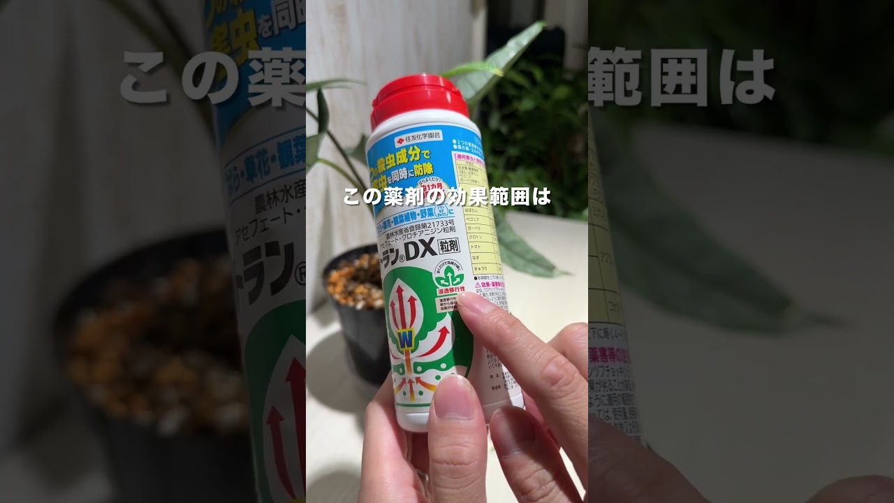 観葉植物につく虫には🤏🤏