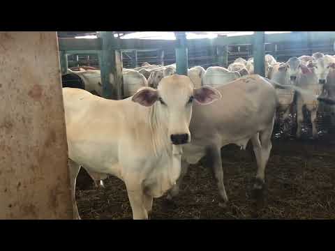 Mostra de Animais Leilão de Gado Geral em Francisco Beltrão-PR 15/03/2026 as 14:00H 