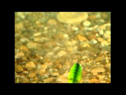 Smith Depthy Do 56mm 8g 11 F