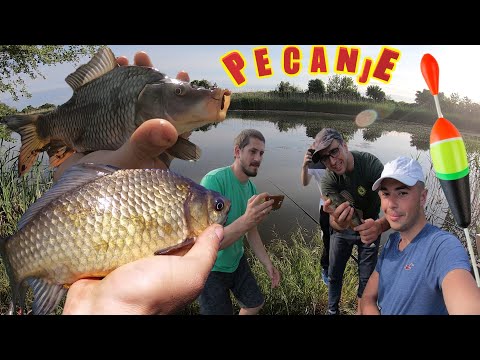 Pecanje ŠARANA na PLOVAK - BABUŠKE rade kao LUDE !!! 🐟🎣🐟(DULE MENADZER - PECANJE U POKUŠAJU)