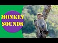 Monkey Sounds Beautiful Monkey Sounds Animal Sounds