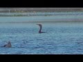 Cormorant Eats A Big Fish At Myakka River State Park