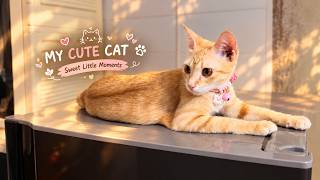 🐱 A Peaceful Day with My Cute Cat | Sweet & Relaxing Moments at Home 🐾💗