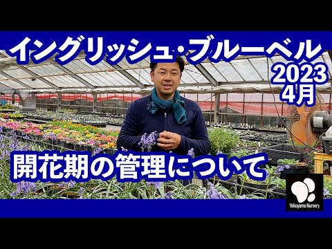 園芸 ブルーベル