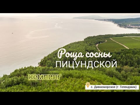 Кемпинг в Дивноморске. Роща сосны ПИЦУНДСКОЙ.