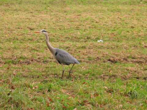 Czapla Siwa / Graureiher