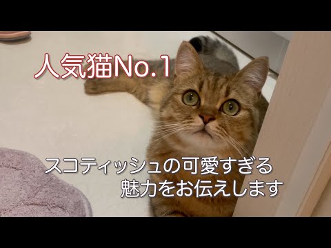 スコティッシュフォールド.jpg