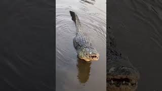 Download lagu NGERIIII❗Inilah rekaman asli suara buaya #buaya #aligators #suarahewan mp3 Download lagu NGERIIII❗Inilah rekaman asli suara buaya #buaya #aligators #suarahewan mp3