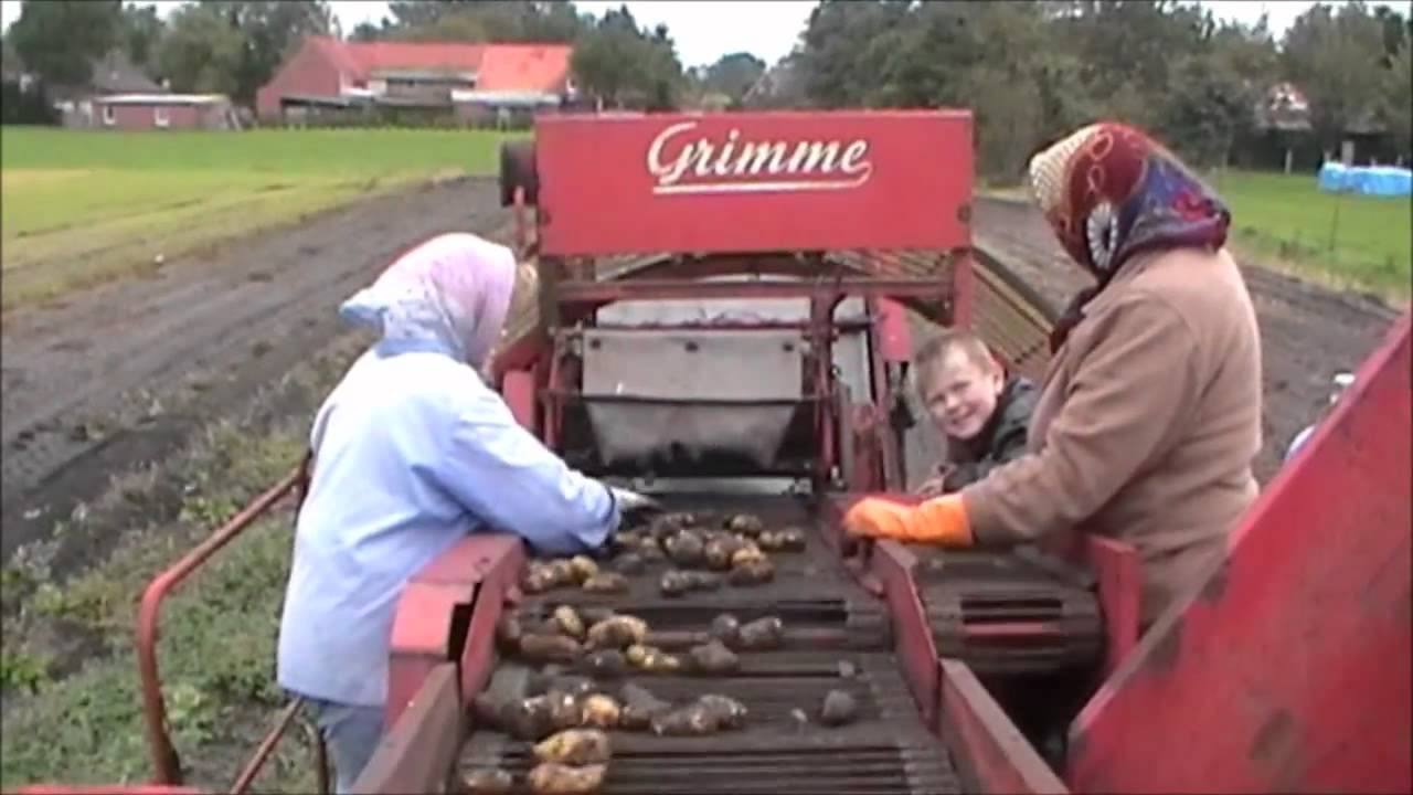 Kartoffelernte