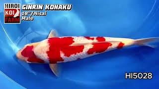 Koi Market   Hiroi Koi