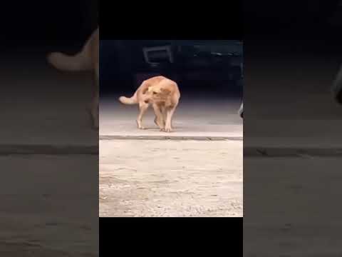 What the dogs doing #funny #shorts #meme #memes