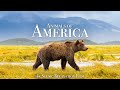Animals Of America 4K Scenic Wildlife Film With Calming Music