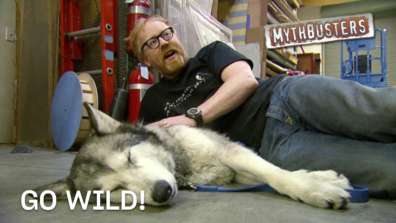 Go Wild! | MythBusters