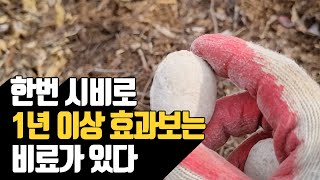 한번 시비로 1년 이상 효과보는 비료가 있다 | 나무대장???? 나…