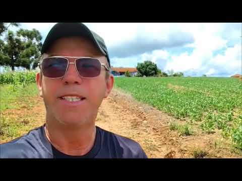 SITIO   64.000m2 COM 2 CASAS ESCRITURA REGISTRADA  PINHALÃO PR  R$400 mil