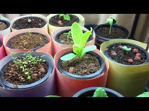 Comparing Fluorescents vs LED Grow Lights - Big Difference!