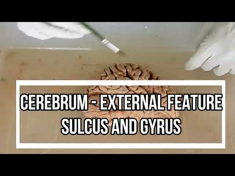 Cerebrum - External Feature / cerebrum sulci and gyri anatomy