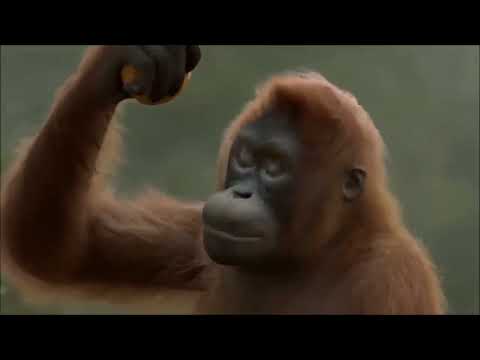 Mafandali - NYC ft Raga Dastar official audio