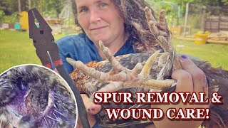 How to Easily Remove Your Roosters Spurs | Wound Care and Treatment on Hen from Roosters Spurs