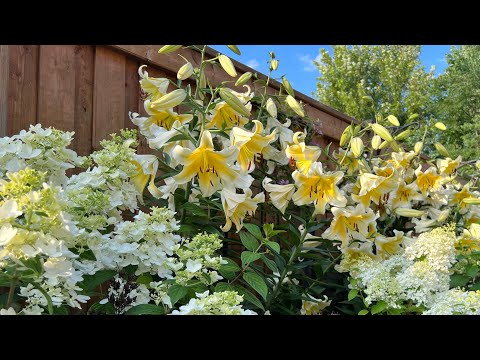 Back Garden Tour (unscripted): Hydrangeas, Oriental Lily and Annuals Update - Late July 2022