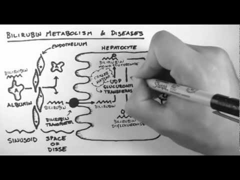 Bilirubin 2 - Bilirubin Metabolism & Diseases